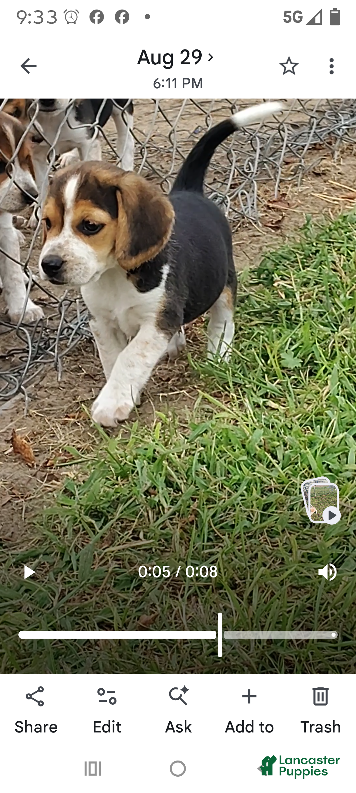 Beagle dogs Joey - Ad 2