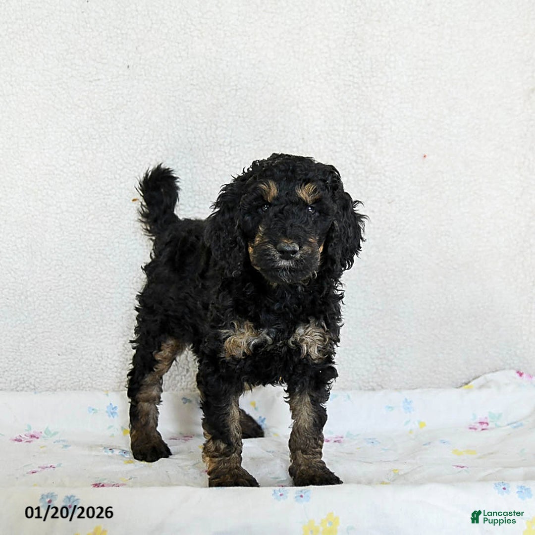 Standard Poodle dogs for sale: Molly - Ad 2