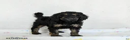 Standard Poodle dogs for sale: Molly - Ad 2