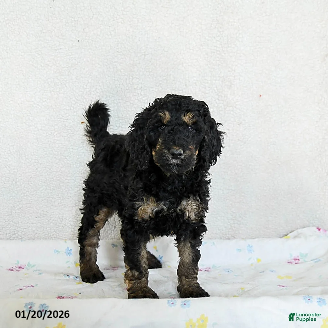 Standard Poodle dogs for sale: Molly - Ad 2