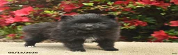 Pomeranian dogs for sale: Bowe  - Ad 1