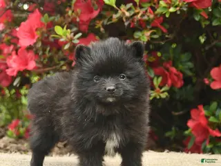 Pomeranian dogs for sale: Bowe - Ad 3