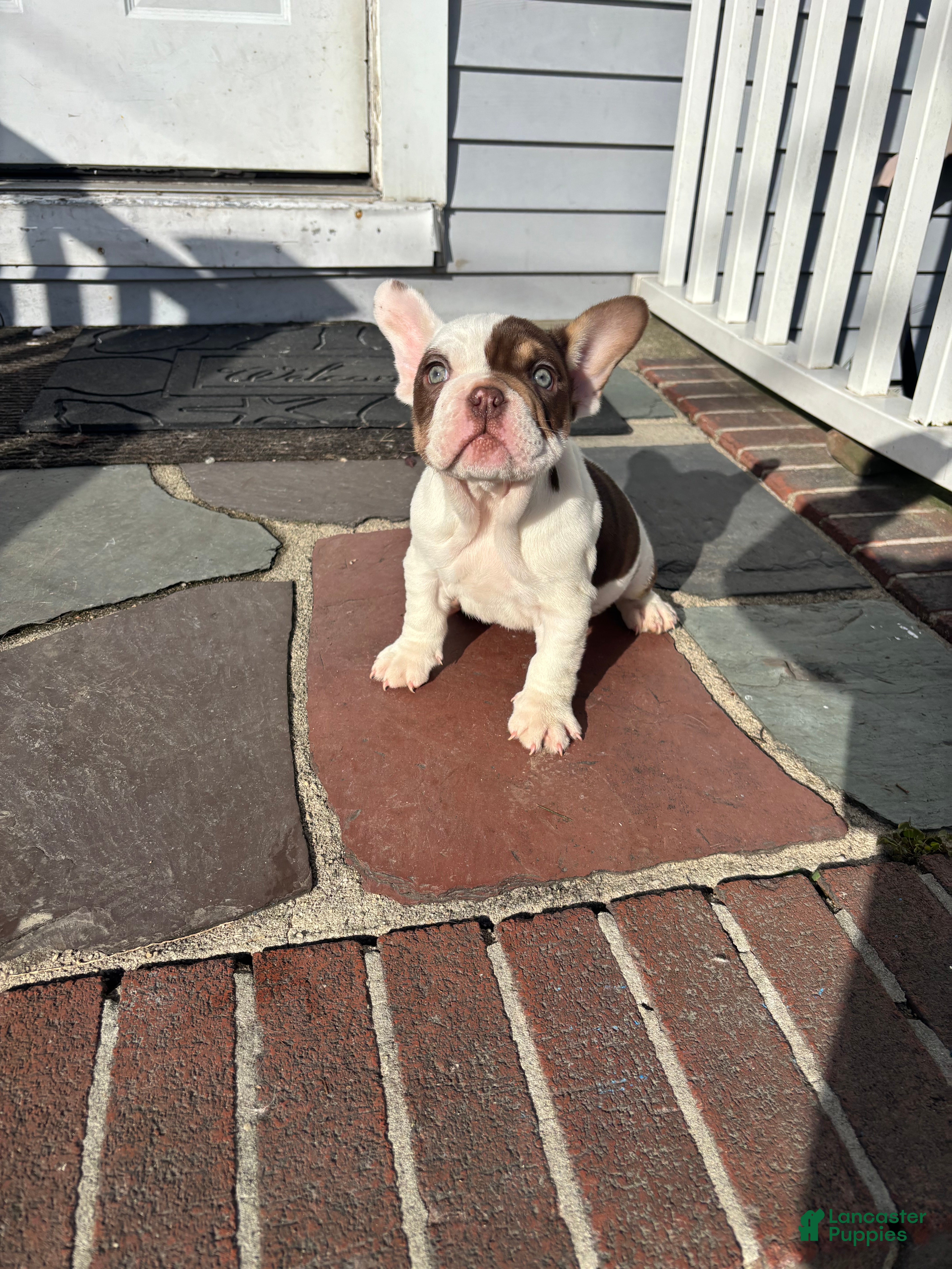 Mixed Breed dogs French Bulldog/English Bulldog MixPuppy 2 - Ad 26