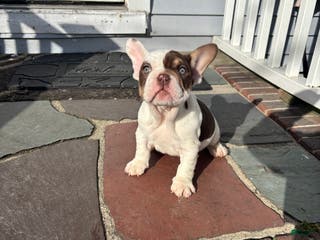 Mixed Breed dogs French Bulldog/English Bulldog MixPuppy 2 - Ad 18