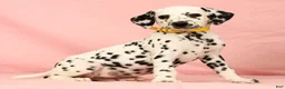 Dalmatian dogs for sale: Mandy - Ad 3