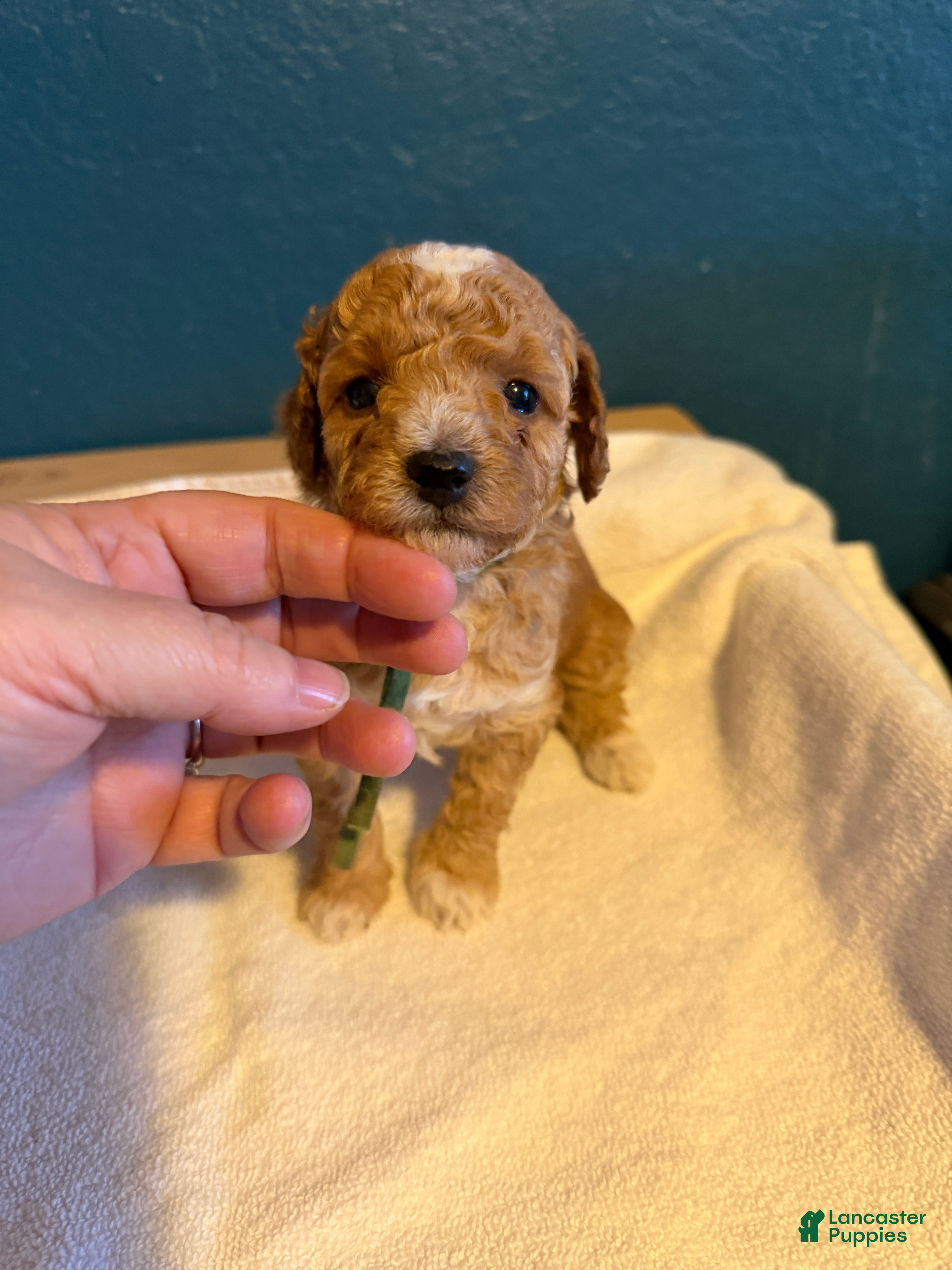 Miniature Poodle dogs AKC Miniature Poodle Puppy Dark Green - Ad 3