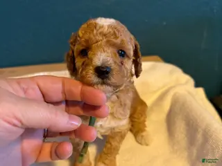 Miniature Poodle dogs AKC Miniature Poodle Puppy Dark Green - Ad 3