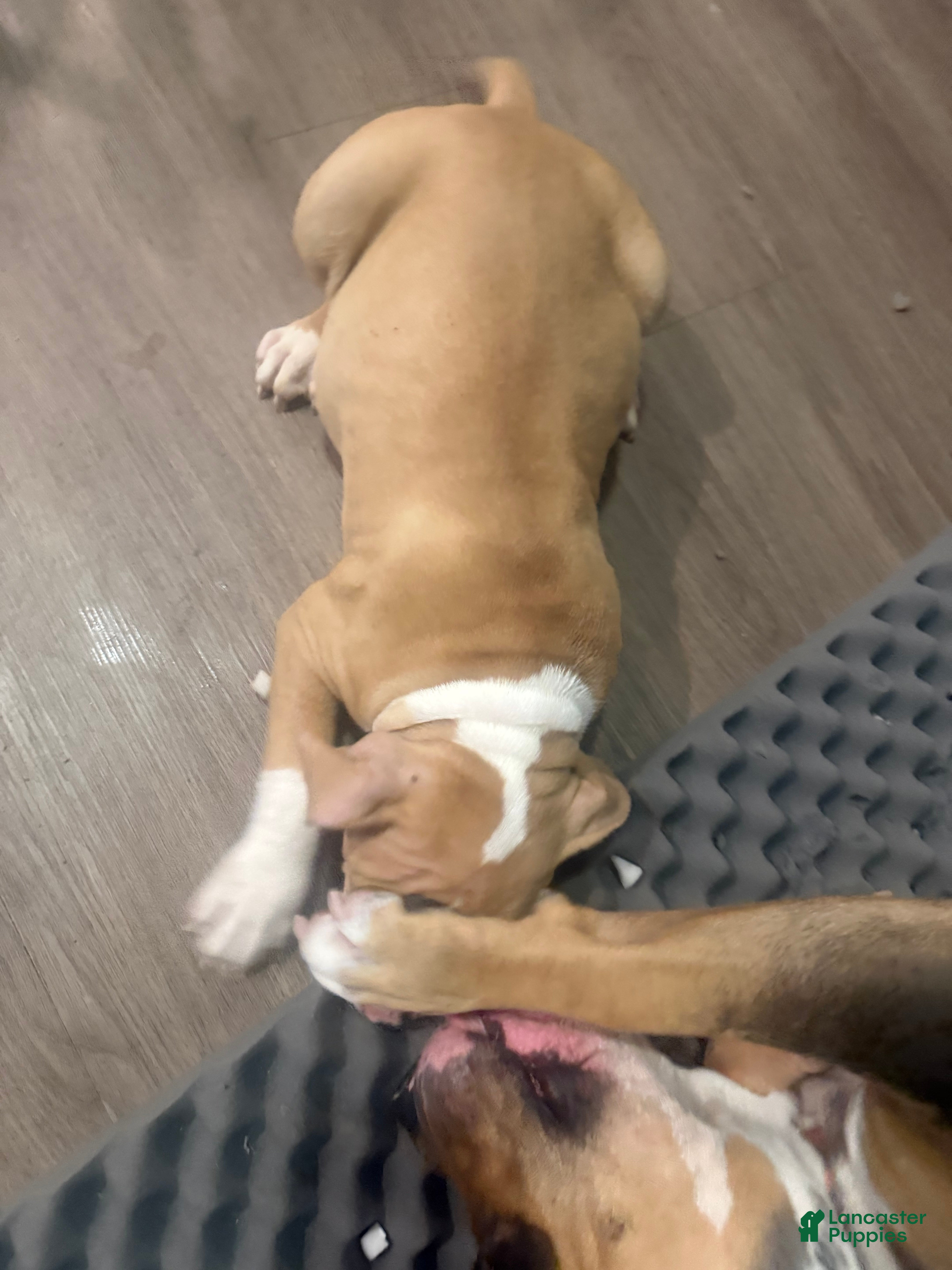 American Bully dogs American Bully 9 - Ad 2