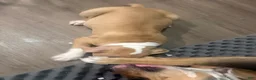 American Bully dogs for sale: American Bully 9 - Ad 2