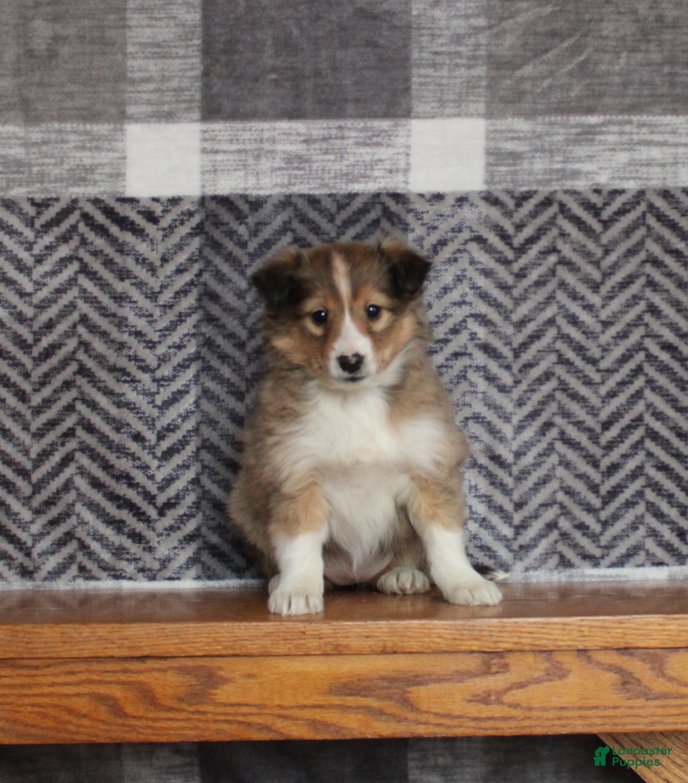 Mixed Breed dogs Ginger - Ad 16