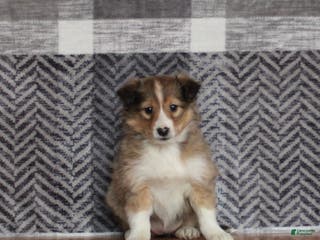 Mixed Breed dogs Ginger - Ad 25