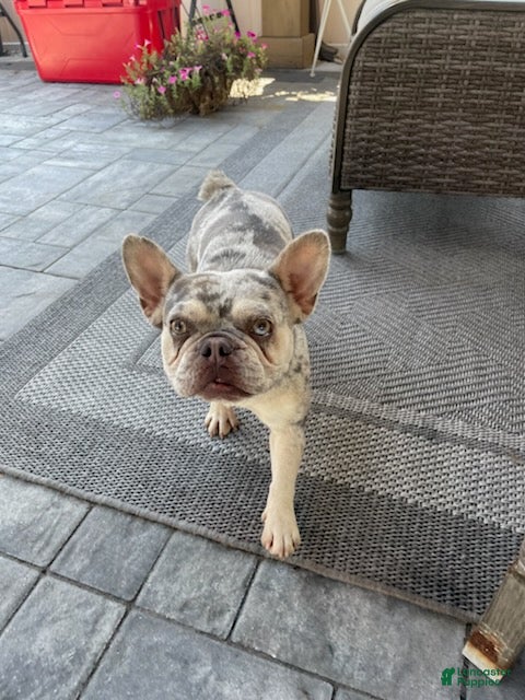 French Bulldog dogs Girl - Ad 1