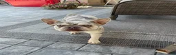 French Bulldog dogs for sale: Girl - Ad 1