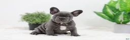 French Bulldog dogs for sale: Ginger - Ad 5