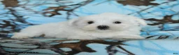 Maltese dogs for sale: Pickles - Ad 5
