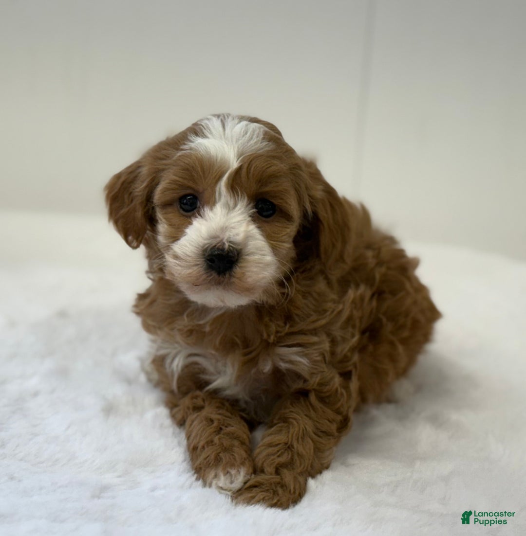 Mini Goldendoodle dogs for sale: Pixie - Ad 9