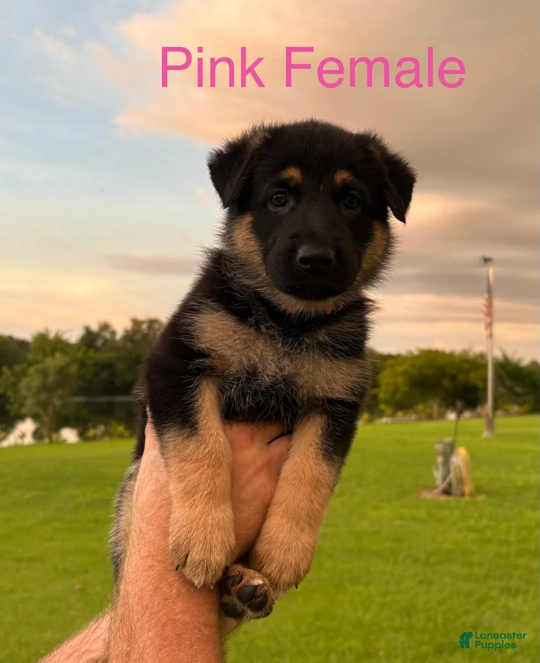 German Shepherd dogs for sale: Peach - Ad 1