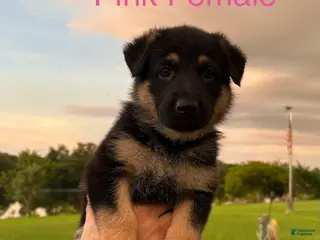 German Shepherd dogs Peach - Ad 3