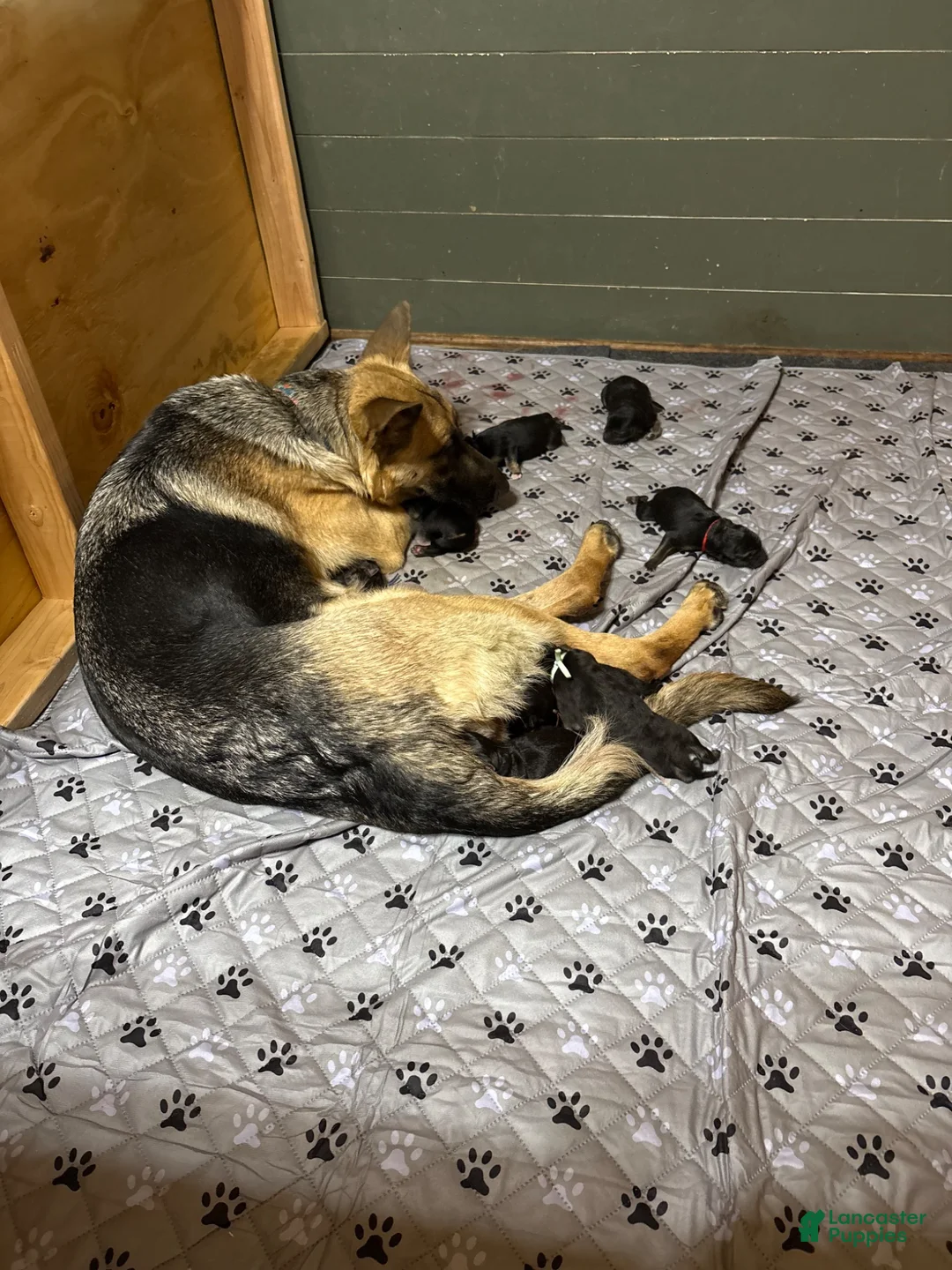 German Shepherd dogs for sale: Red - Ad 5