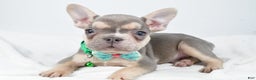 French Bulldog dogs for sale: Emily  - Ad 10
