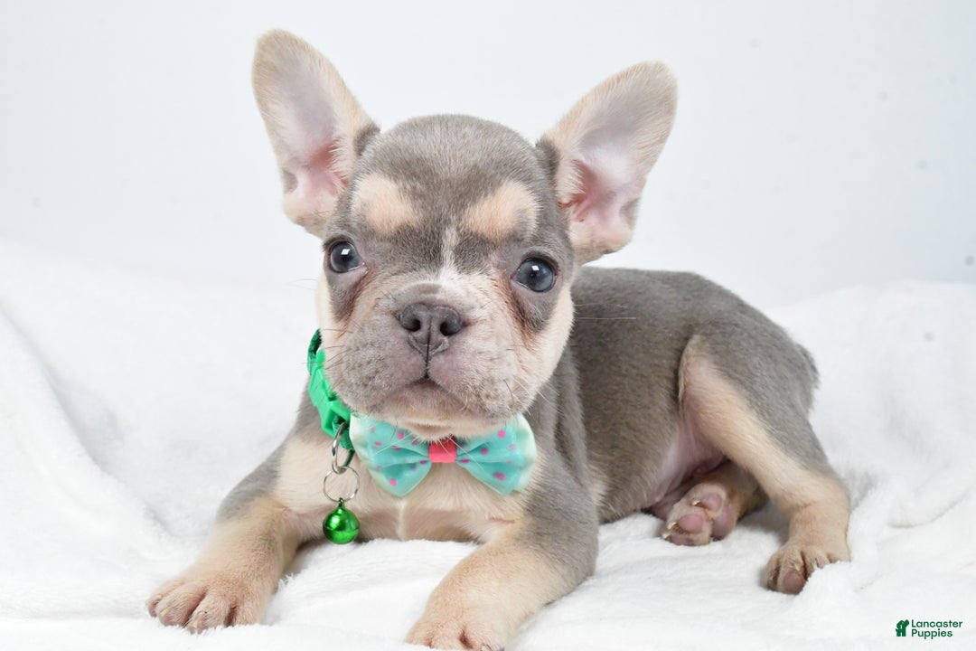 French Bulldog dogs for sale: Emily  - Ad 10