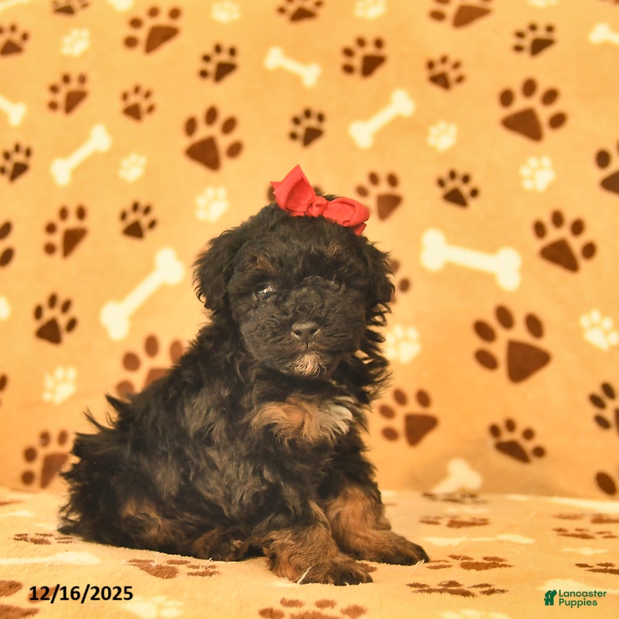 Toy Poodle dogs Milo  - Ad 37