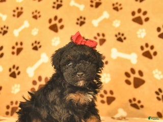 Toy Poodle dogs Milo - Ad 2