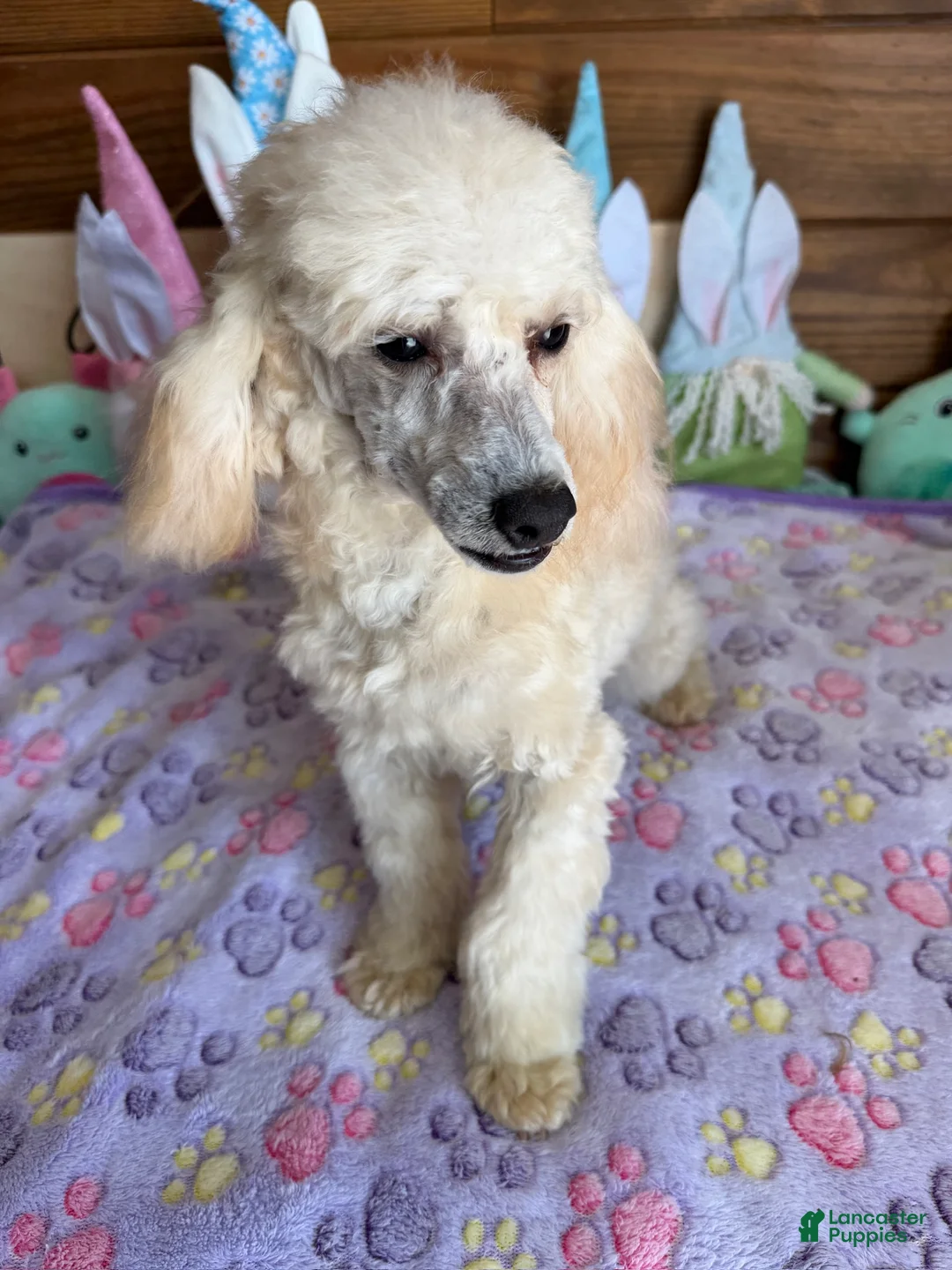 Toy Poodle dogs for sale: Newton - Ad 2