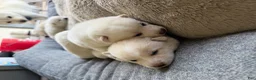Shiba Inu dogs for sale: Koda - Ad 5