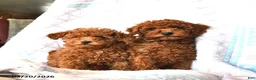 Toy Poodle dogs for sale: Bailey  - Ad 5