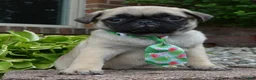 Pug dogs for sale: Paxton - Ad 9