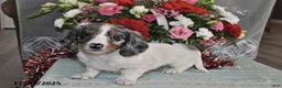 Miniature Dachshund dogs for sale: Frankie - Ad 2