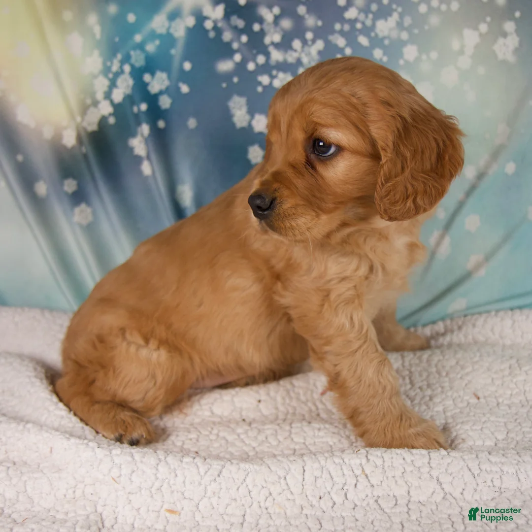 Mixed Breed dogs for sale: Jack - Ad 6