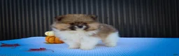 Pomeranian dogs for sale: Marco💙 - Ad 10
