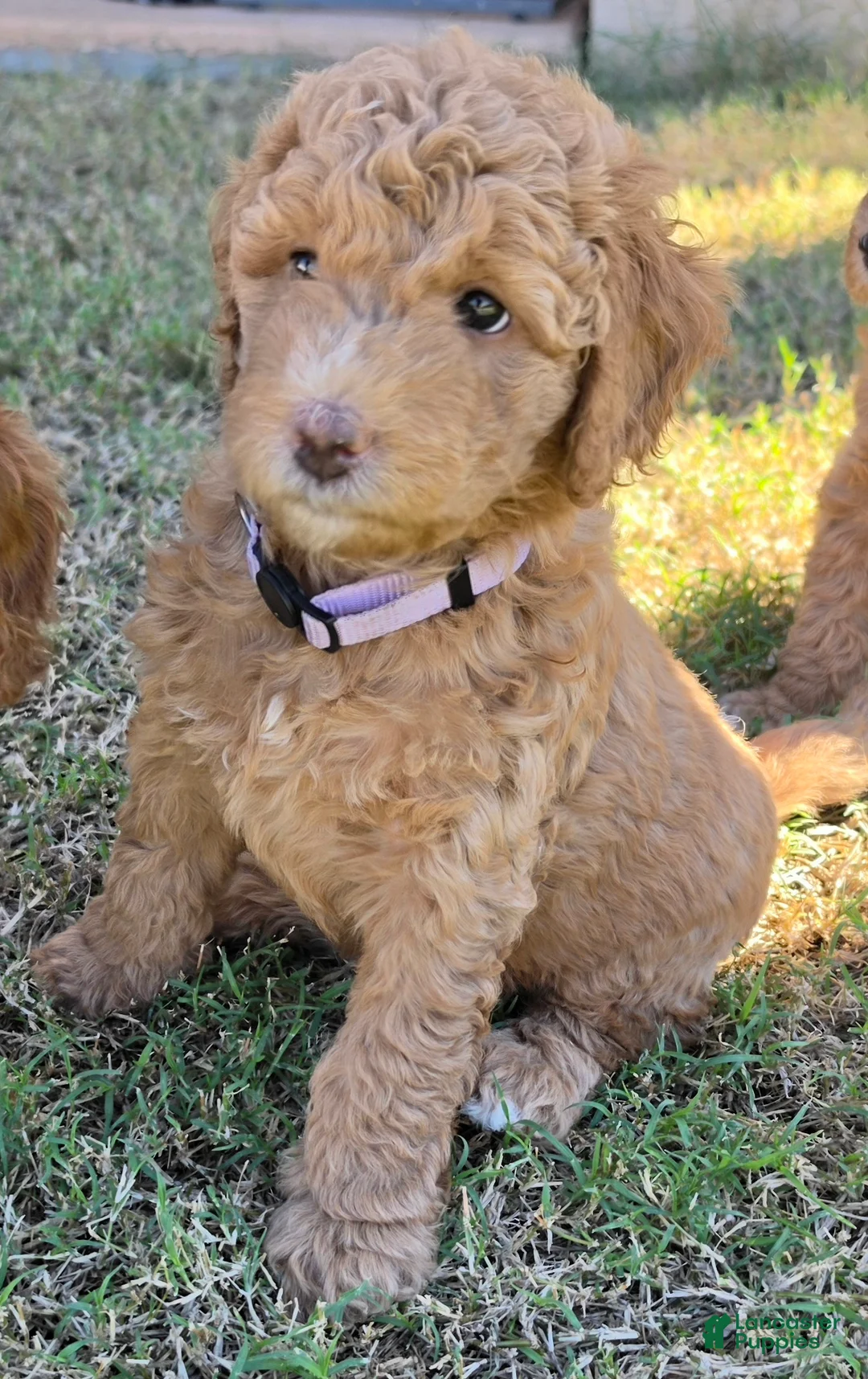 Mini Goldendoodle dogs for sale: Grace (27 - 33 pounds) - Ad 2