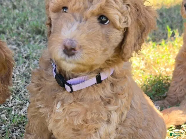 Mini Goldendoodle dogs for sale: Grace (27 - 33 pounds) - Ad 2