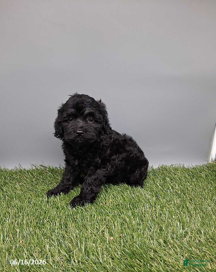 Cockapoo dogs Carla - Ad 1