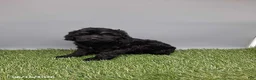 Cockapoo dogs for sale: Carla - Ad 1
