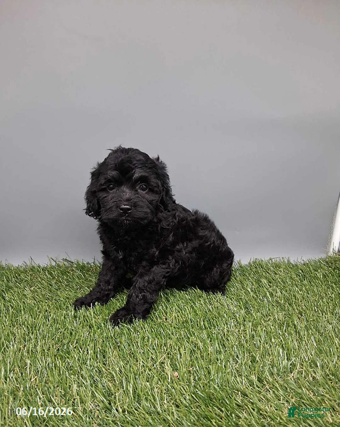Cockapoo dogs for sale: Carla - Ad 1