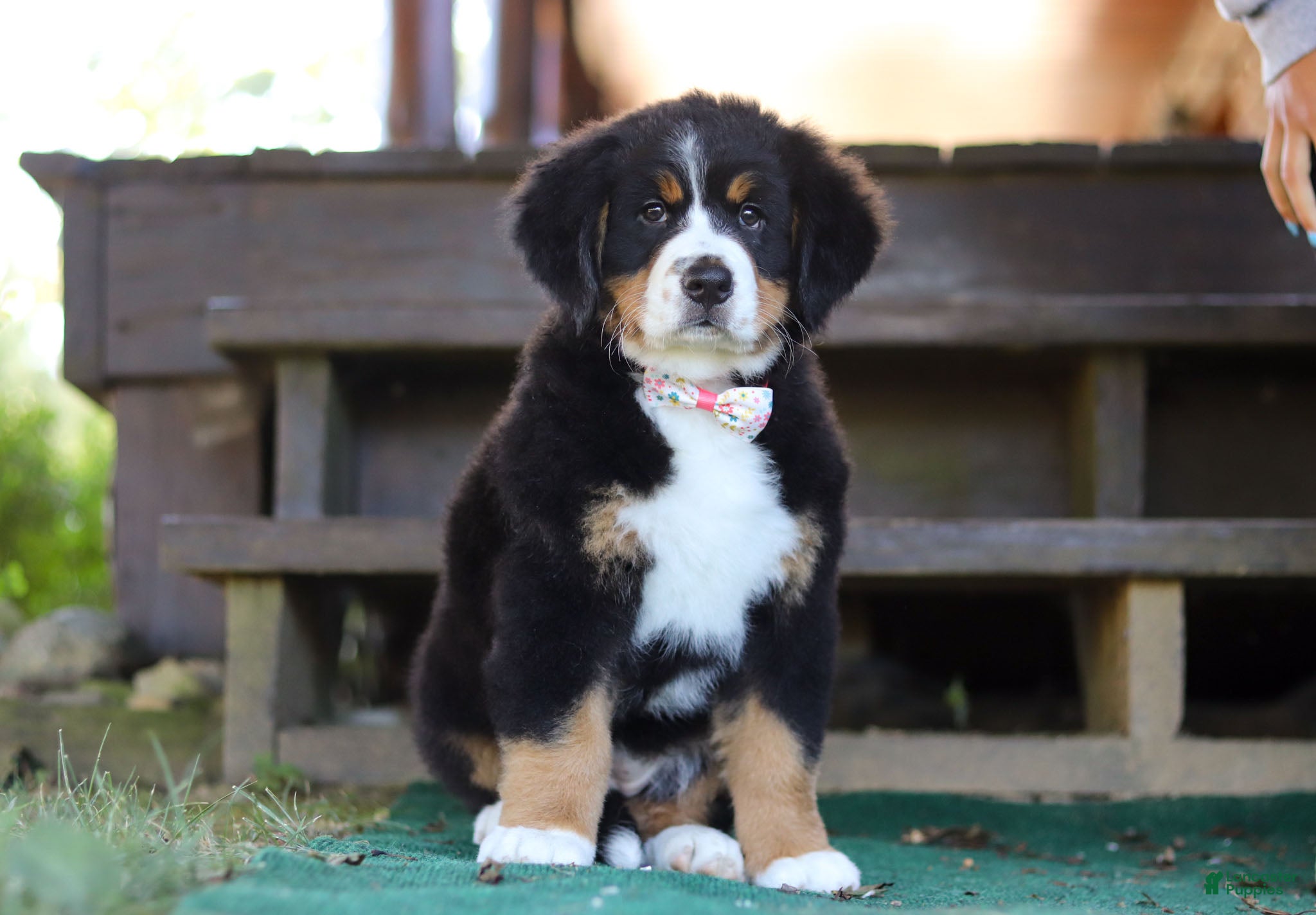 large bernese mountain dog and aussie mix