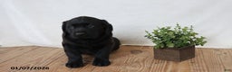 Labrador Retriever dogs for sale: Frank - Ad 2