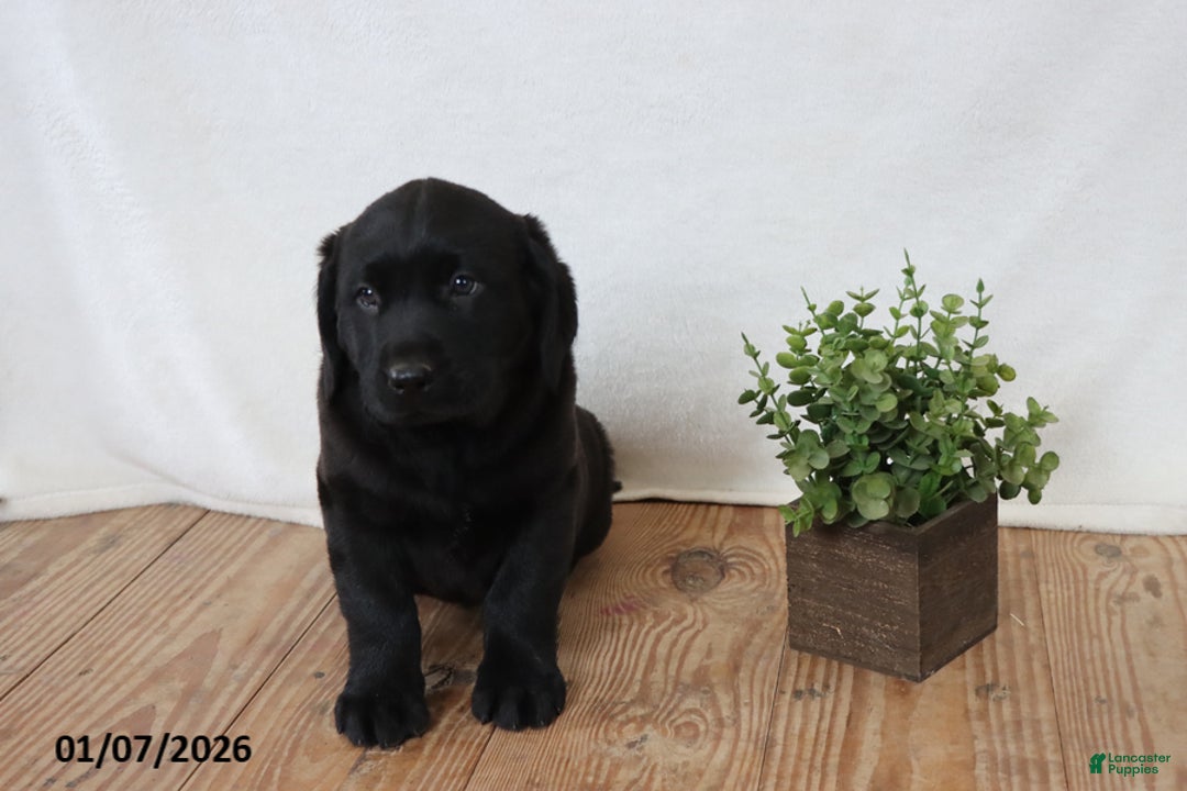 Labrador Retriever dogs for sale: Frank - Ad 2