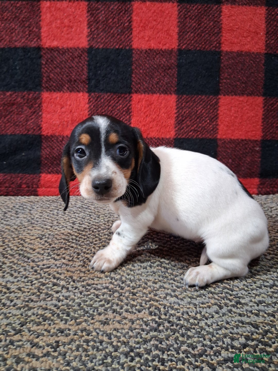 Miniature Dachshund dogs for sale: Skylar - Ad 4