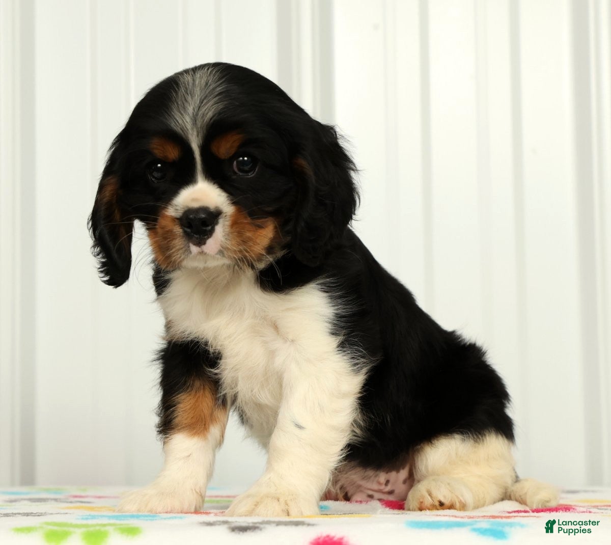 Cavalier King Charles Spaniel dogs Leo - Ad 1