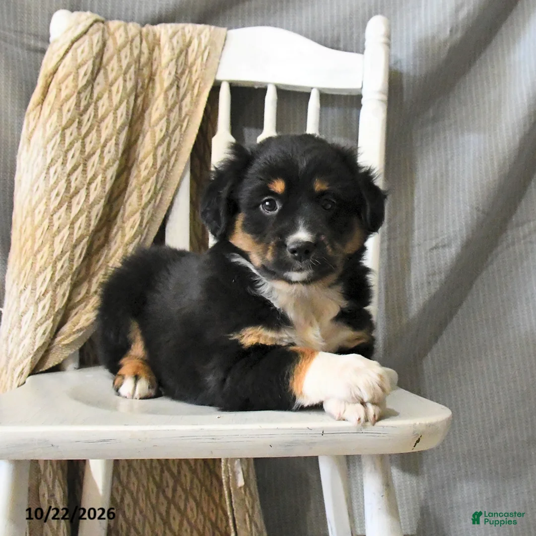 Miniature Australian Shepherd dogs for sale: Lightning - Ad 1