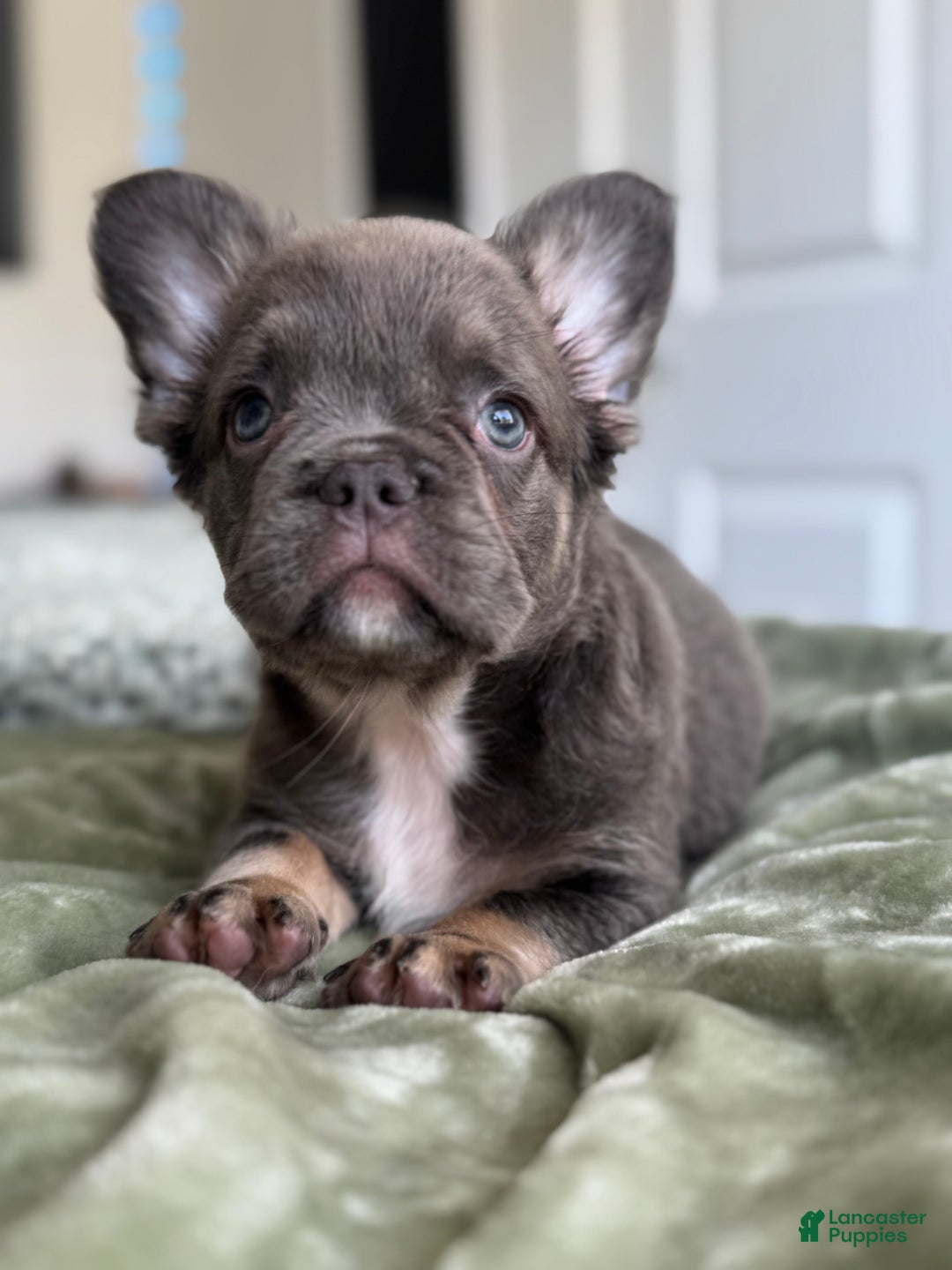 French Bulldog dogs for sale: Lilac tan Fluffy Female  - Ad 2