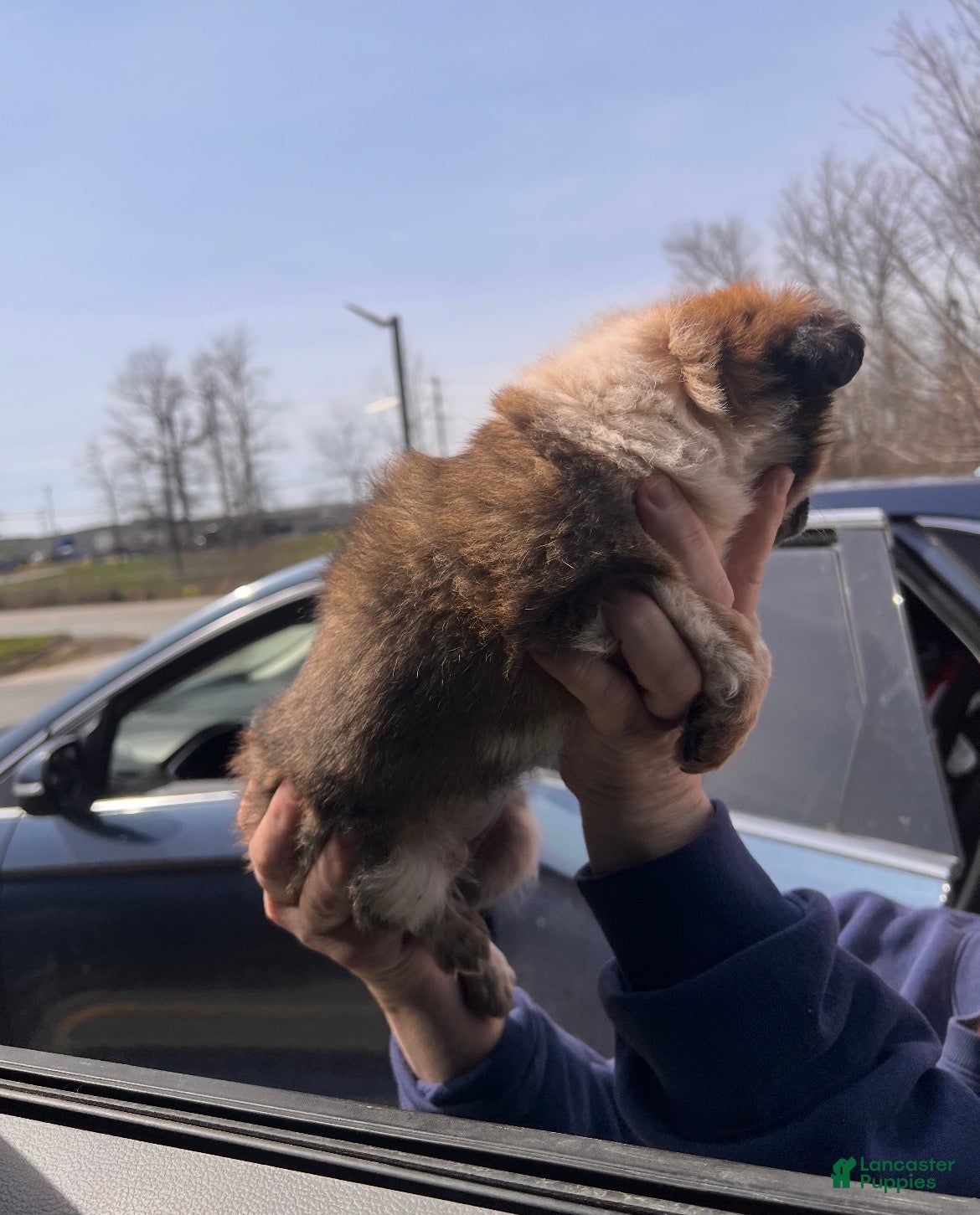 Mixed Breed dogs ask for pics they won’t upload. baylee  - Ad 2