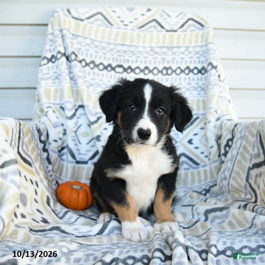 Border Collie dogs for sale: Enzo - Ad 1