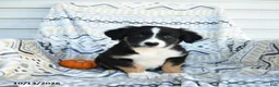 Border Collie dogs for sale: Enzo - Ad 1