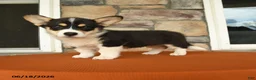 Welsh Corgi Pembroke dogs for sale: Lily - Ad 3